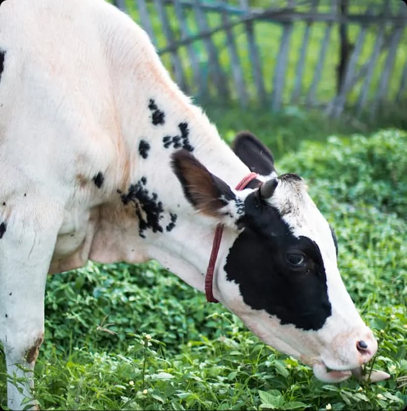 Cow grazing in field